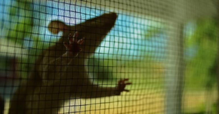 Plague kills 19 in Madagascar