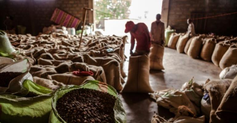 Climate imperils Ethiopia\'s coffee output: study