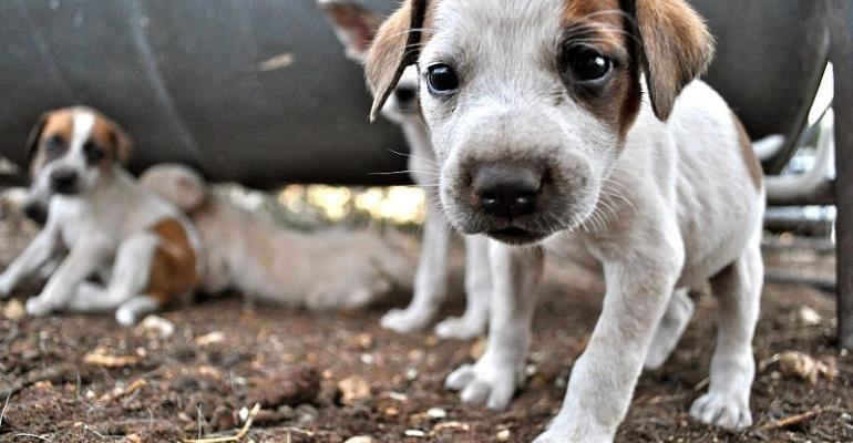 The goat-guarding dogs helping to save an endangered African cheetah