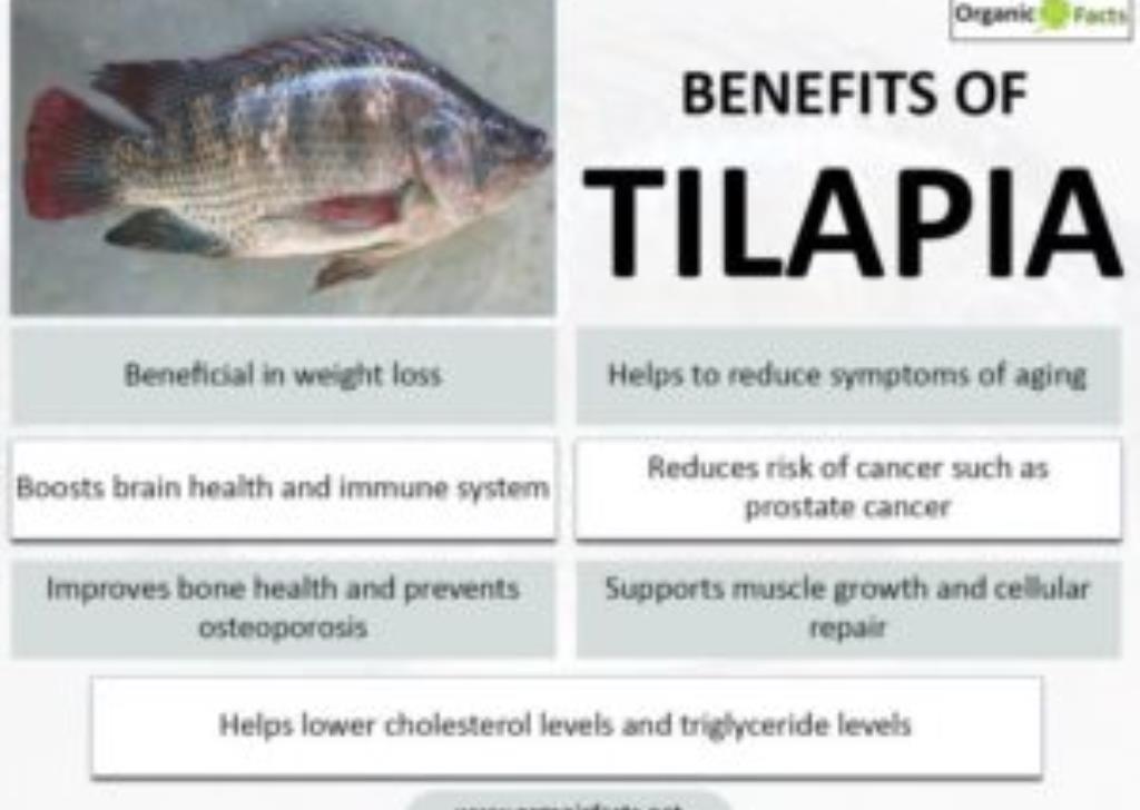 8 Amazing Benefits Of Tilapia 8 Amazing Benefits Of Tilapia