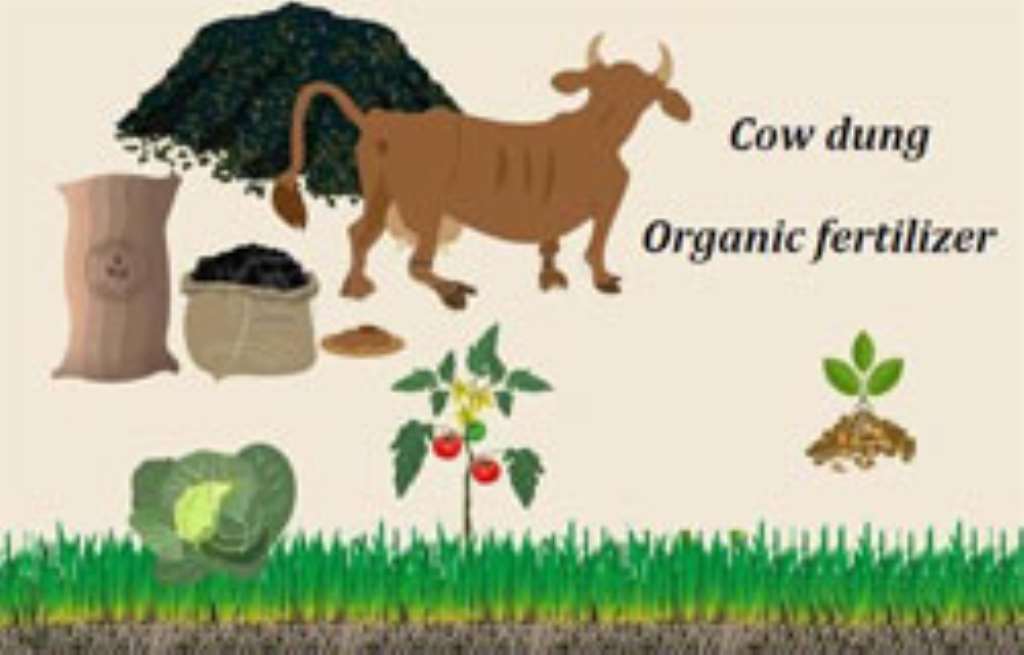 How To Make Cow Dung Fertilizer