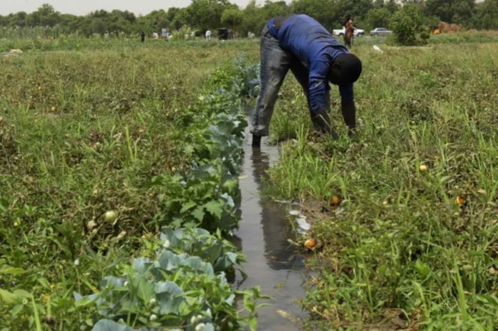 Boko Haram Kills Four Farmers In Ne Nigeria Witnesses