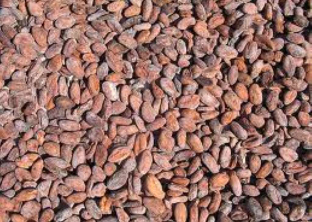 Workshop On Managing Cocoa Pests And Pathogens In Africa Opens - 