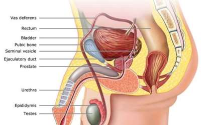tumore prostata testosterone symptoms