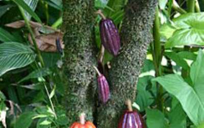 Insects Pests And Diseases Threaten Cocoa Production Industry - 