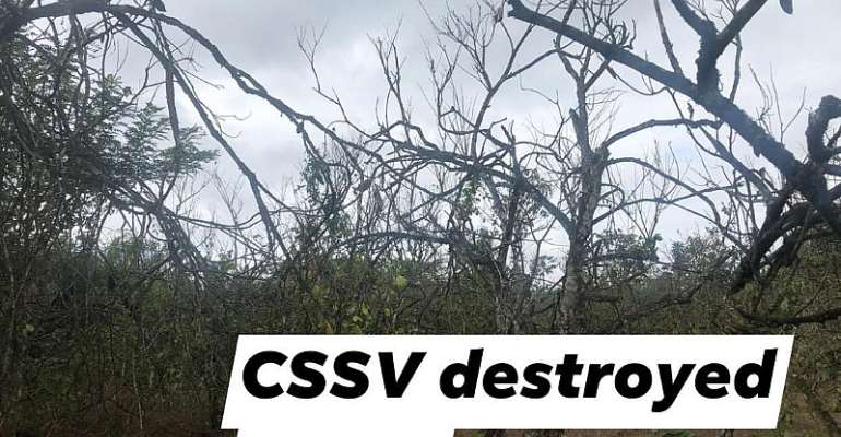 Worst Cocoa Legacy, The Case Of Cocoa Swollen Shoot Virus Disease In Ghana
