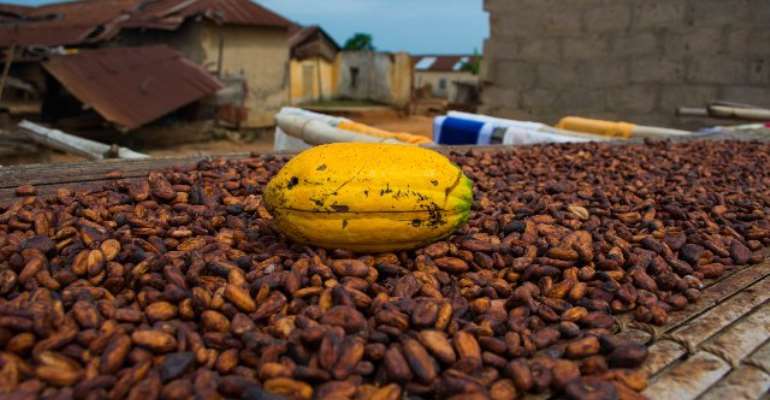 Cocoa Producer Price Increased By 8.42%