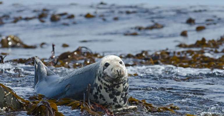 Decapitated seal case puts spotlight on fishing of protected species in Brittany