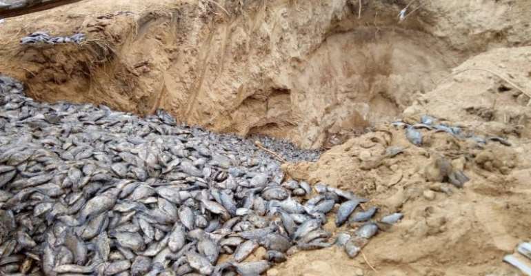 National Security, NADMO Destroys 18kg Unwholesome Tilapia At Asutsuare