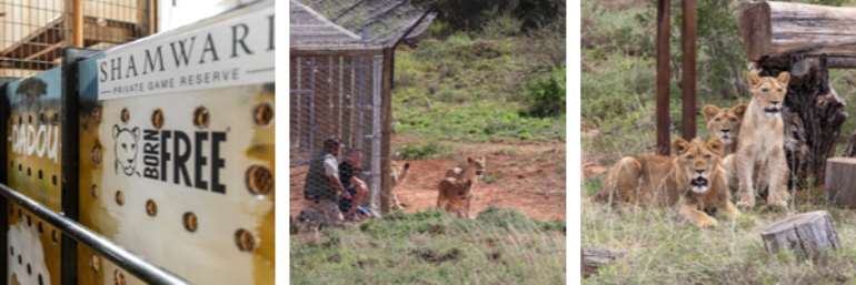 Lions Of Lyon Finally Rehomed On African Soil