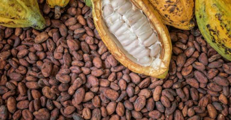 delaying-to-release-seed-funds-for-purchase-of-cocoa-unprecedented-in