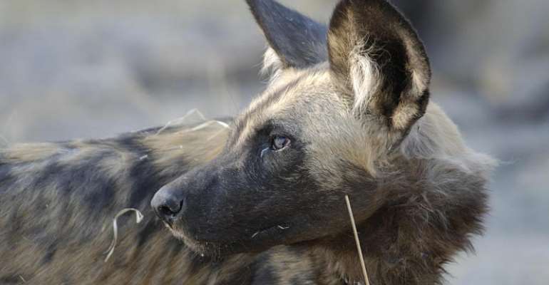 Botswana Predator Conservation Trust