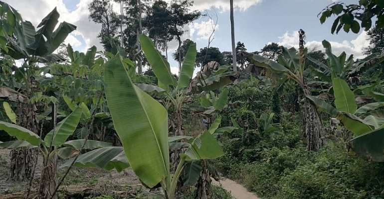 Tano Suhien Forest Reserve In 'Danger' — Residents Of Sefwi Wiawso Cry Out