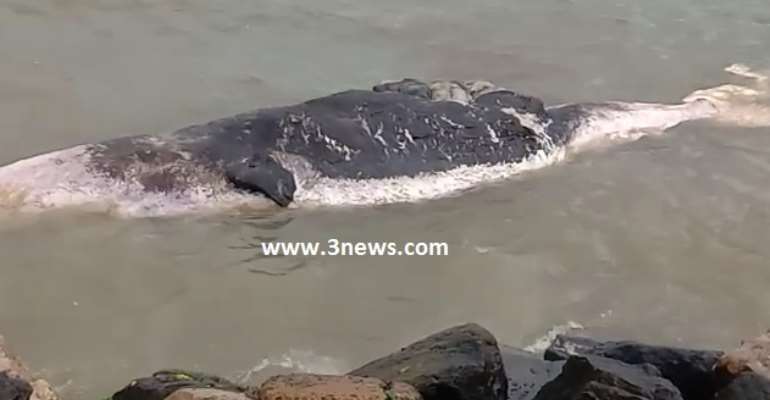 Takoradi: Whale washed ashore at Nkontompo