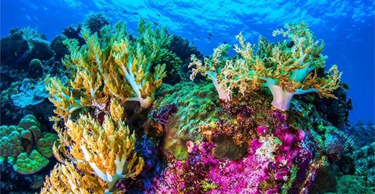 Commonwealth Blue Charter Joins The Search For First Earthshot Prize Winners