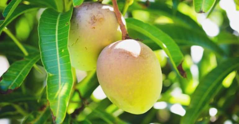 Mango Combats Cancer Cells  &  Protect Against Asthma