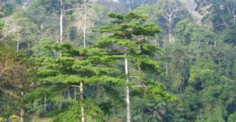 Atewa Forest Identified As A No-Go Area For Bank Financing Of Damaging Developments