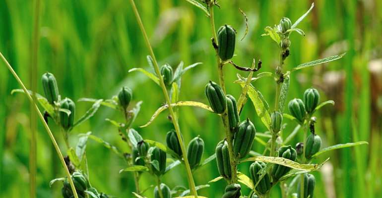 Sesame seeds could help boost local diets in Ghana - Source: