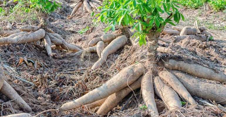 Cassava(fufu) is anticancer and antidiabetic Agent?