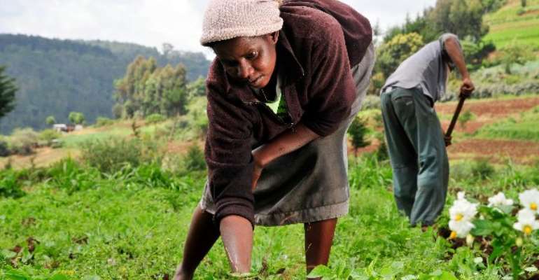 Peasant Farmers Unhappy With Gov't For Rejecting In-kind Repayment For Input Support