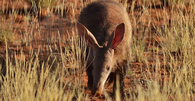 Disappearance of aardvarks from dry ecosystems could have devastating consequences for the many other animals that rely on their burrows. - Source: Kelsey Green