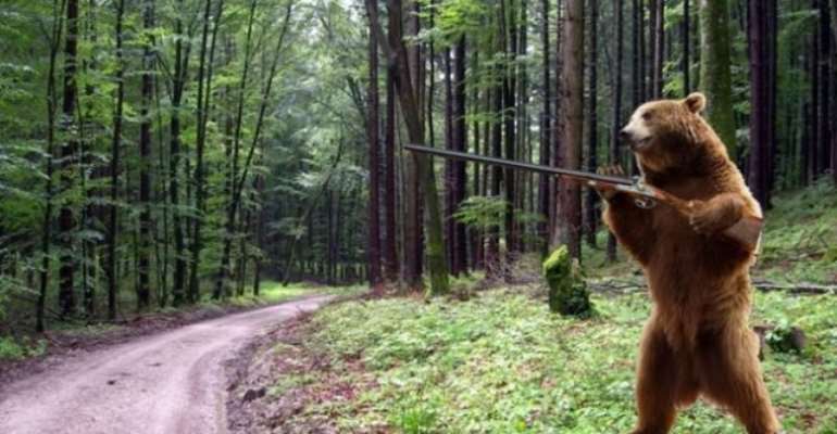 Brown Bear On The Loose In Siberia
