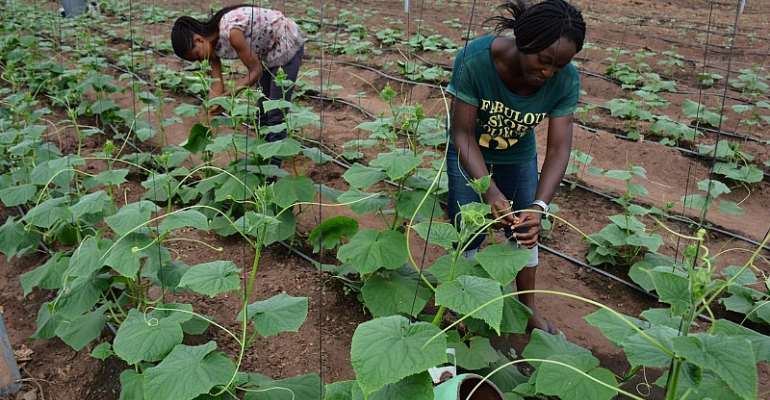Access to Loans: CBN Favours Farmers Using Improved, Disease - Free Cassava Varieties for Lending Loans