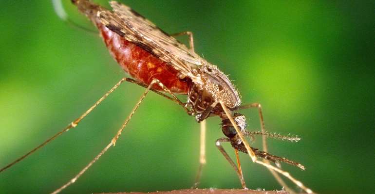 Back from holiday? Here’s how you need to navigate COVID-19 and Malaria