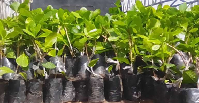Tano North: One hundred thousand Cashew Nurseries distributed to farmers