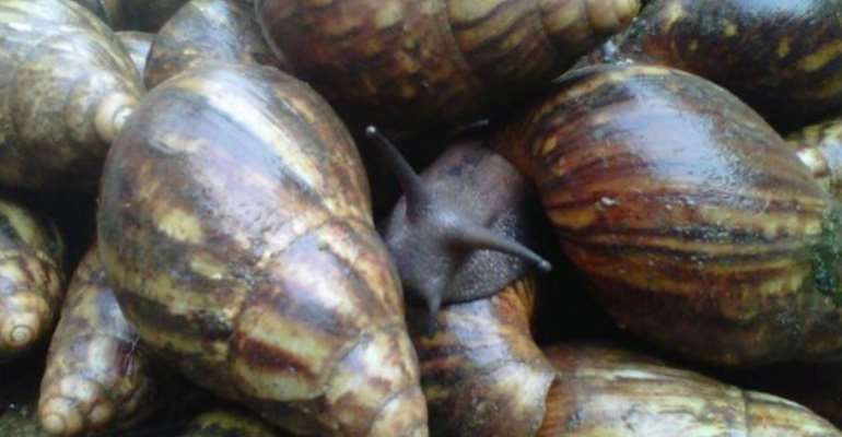 Snail Extract: The Novel treatment for Skin Care my Dangme Tribe forbids it.