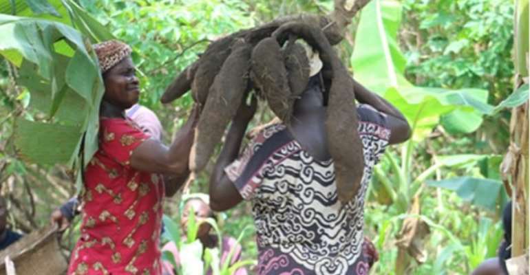 Asueyi Cassava Farmers Receive Training