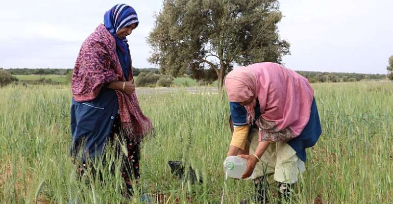Martin Luther King Day falls in the middle of tree-planting season in Morocco