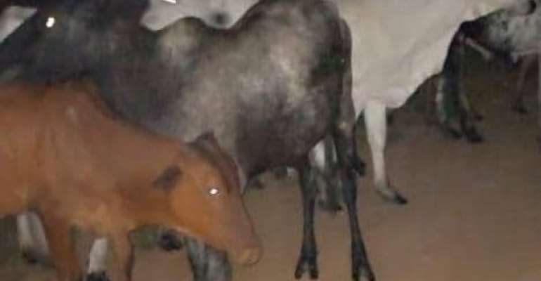Akatsi Police grab members of cattle rustling syndicates