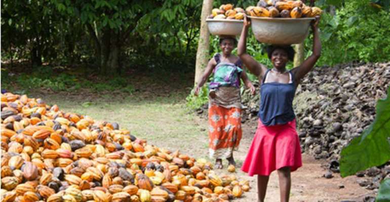 Adi Proposes Cocoa Sector Reforms