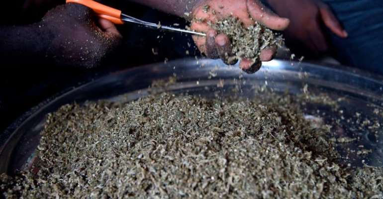 A vendor cuts cannabis popularly known as marijuana for sale in Nigeria. - Source: Pius Utomi Ekpei/AFP/Getty Images