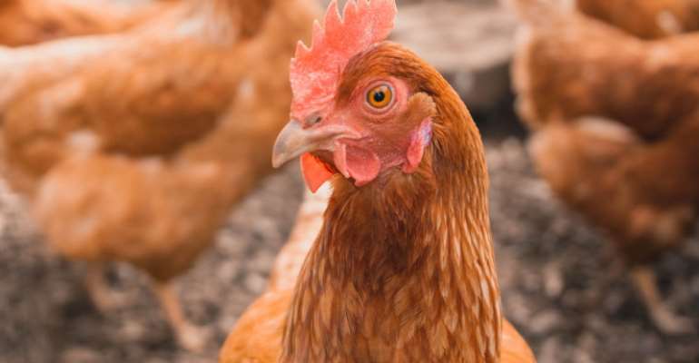 Cape Coast: Women in poultry receive support from MoFA for improved poultry production