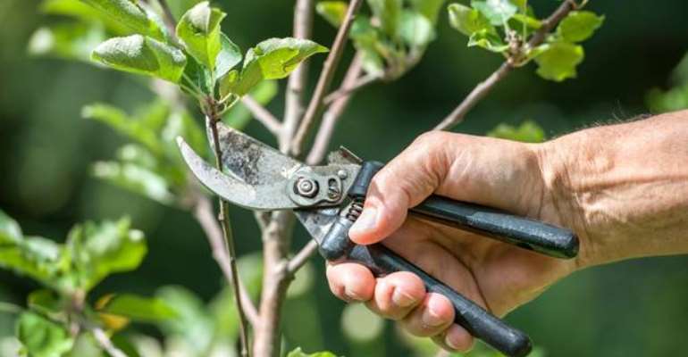 The Gardener, Vine And Branches 8 (He Cuts Off And Prunes)