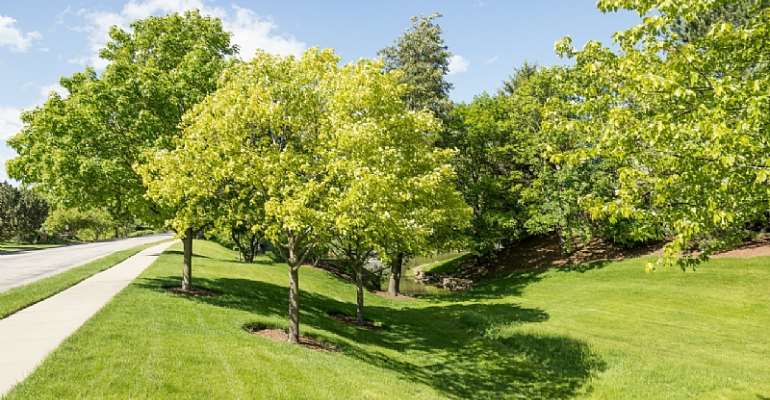 Trees for the Future reaches 200 Million Tree mark