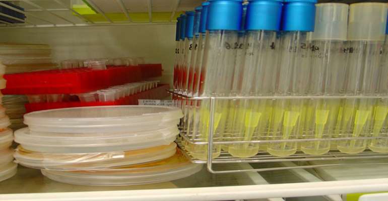 Microbial Loads In Herbal Medicines