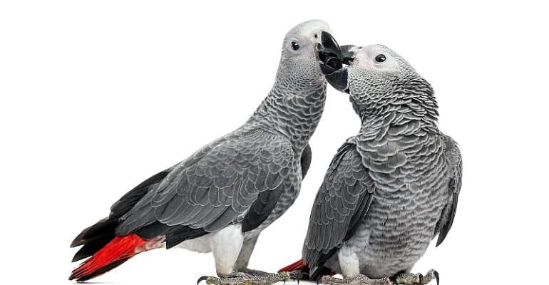 African grey parrots – cruel conservation concern and pandemic threat discovered in voodoo markets