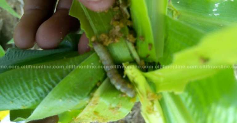 Fall Armyworm Resurfaces, Invades Maize Farms – Agric Ministry