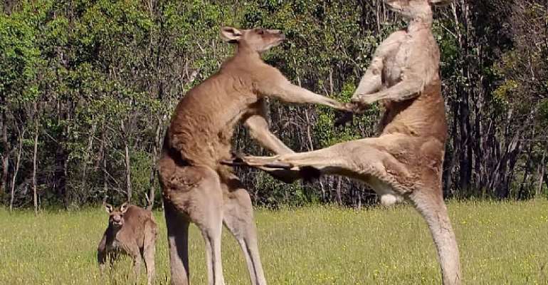Justified Slaughters: The Kangaroo Industry Debate