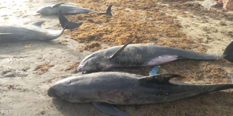 Ghana releases 38 Dolphins back into sea