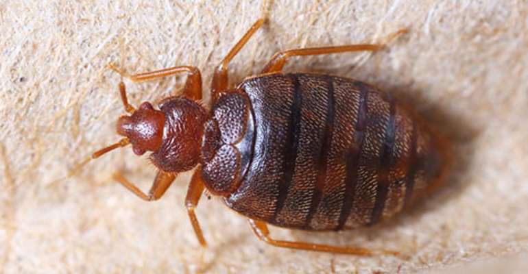 Bed Bugs