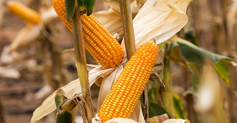 new-high-yielding-maize-variety-introduced-to-farmers