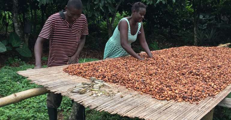Ghana, Cote d’Ivoire Lift Ban On Cocoa Sales