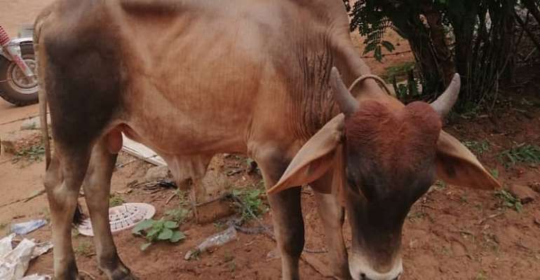 One shot dead after attempted cow theft in Nanumba North