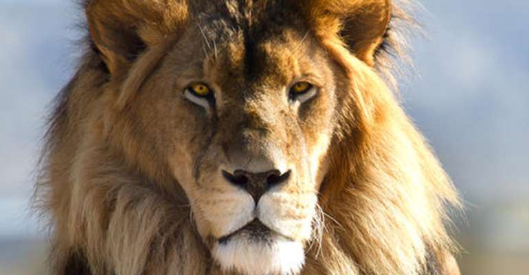 A Lion Doesn’t Care If Monkeys Make Noise On A Tree
