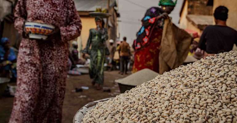 In Ghana, a Bumper Crop of Opinions on Genetically Modified Cowpea