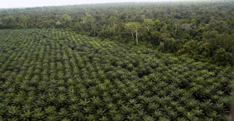 Red Flag Raised Over Forest Plantation Development Fund